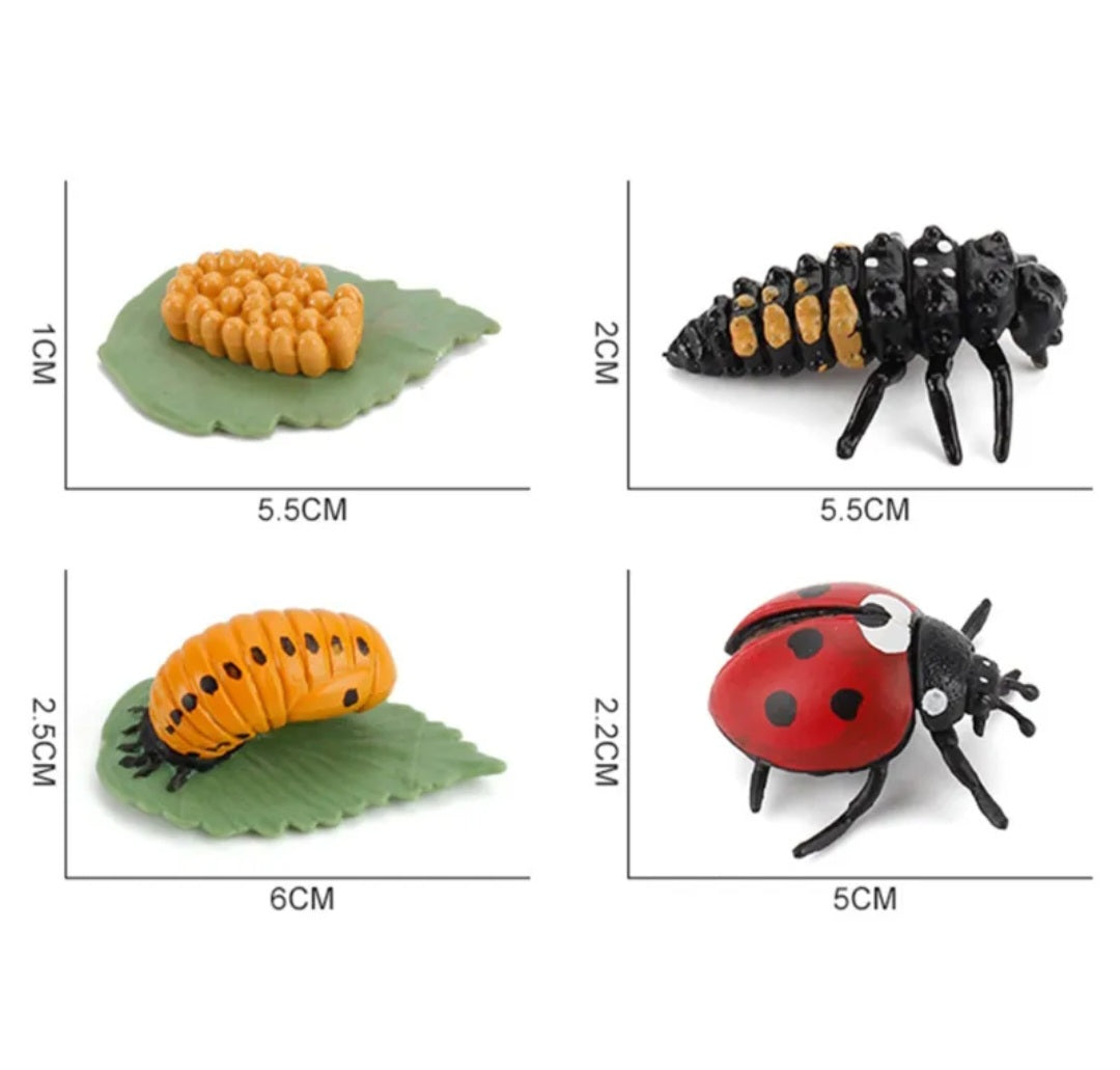 Lady Beetle Life Cycle Kit. Life cycle of Lady Beetle growth 4 stages ...