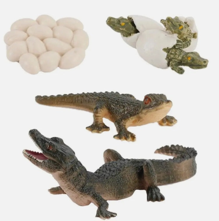 Crocodile Life Cycle Kit